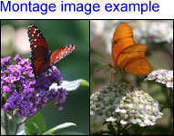 Montage Image Example